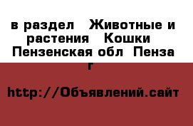  в раздел : Животные и растения » Кошки . Пензенская обл.,Пенза г.